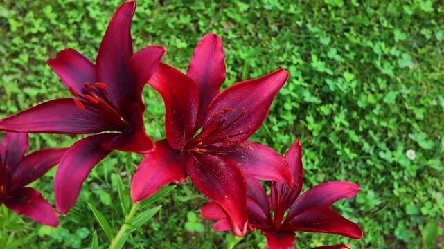 Private garden plot , red lilies on a lawn background