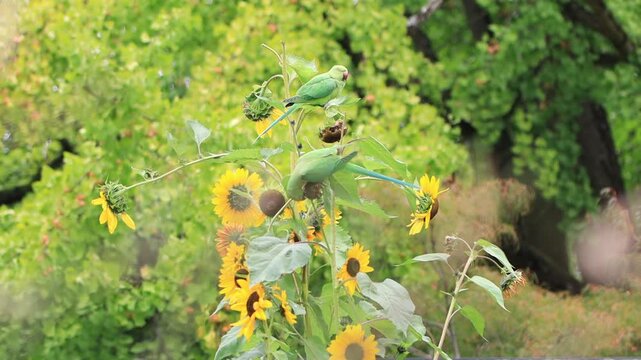 Two rose-ringed parakeets on ripe sunflowers, green parakeet on a tall sunflower, rose-ringed parakeets eating sunflower seeds, large yellow flowers with seeds, Psittacula krameri