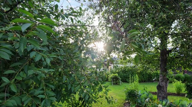 Private garden plot with fruit trees and a vegetable garden