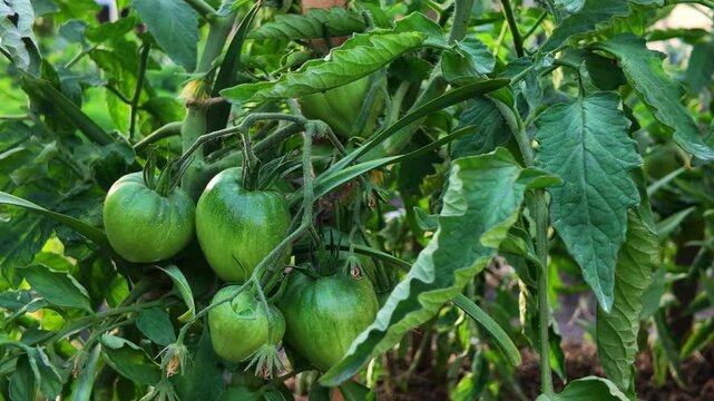 Private garden plot , a bunch of green tomatoes on a branch
