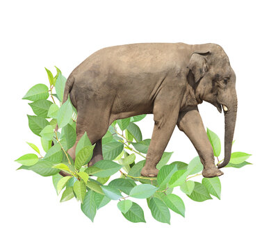 Elephant and green leaves. Safety, ecology, global ecological resource, go green concept. Environmental conservation, wildlife protection, Eco-friendly. Isolated on white background