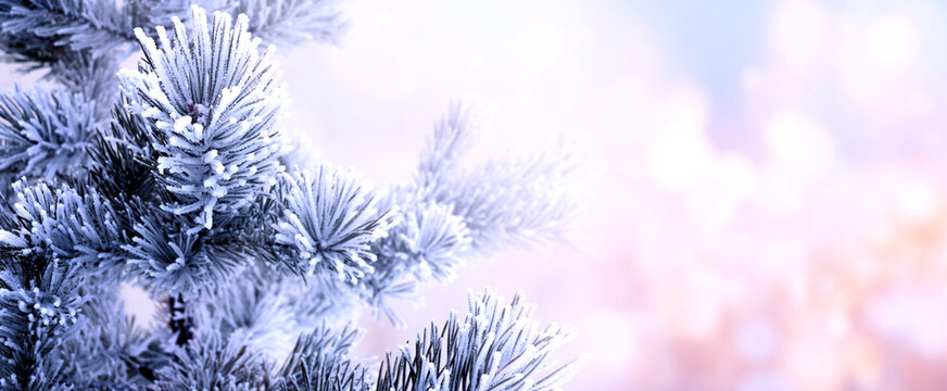 Horizontal Christmas background with pine branch, covered with frost. Holiday winter banner with frozen branches of fir tree. Festive banner featuring a frosted fir branch at abstract glitter lights