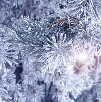 Holiday winter banner with frozen branches of fir tree. Horizontal Christmas background with pine branch, covered with frost. Festive banner featuring a frosted fir branch. Photo toned in blue color