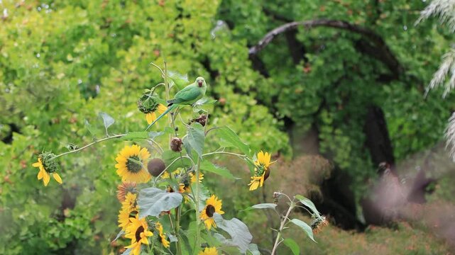 Two rose-ringed parakeets on ripe sunflowers, a green parakeet flies onto a tall sunflower, rose-ringed parakeets eating sunflower seeds, large yellow flowers with seeds, Psittacula krameri
