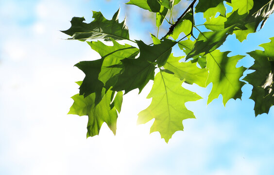 Horizontal background with lush green oak leaves. Sunny summer backdrop with a nature scene with oaks leaf. Green plant leaf on sunny background. Nature banner with a verdant leaves