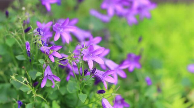 garden full of blooming bellflowers, forest scene with lilac-blue blossoms, many lilac bellflowers blowing in the wind, blooming forest, Campanula