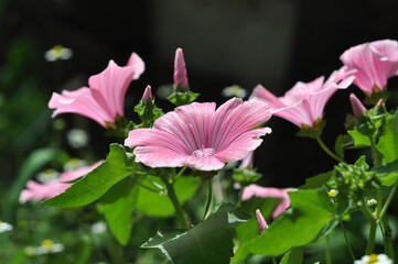 Obraz premium Close-up of pink flowers on a sunny day with green leaves