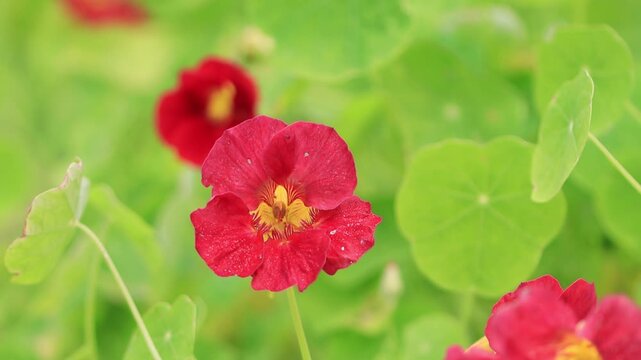Flowering nasturtium, green leaves, edible flowers, bright red nasturtium flowers, green leaves, pollen pistil, Tropaeolum majus