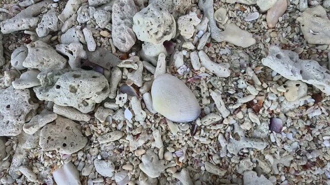 White Seashell on Coral Fragment Beach High Angle Zoom Out