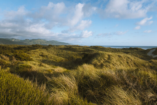 Rolling grassy dunes along a coastal landscape