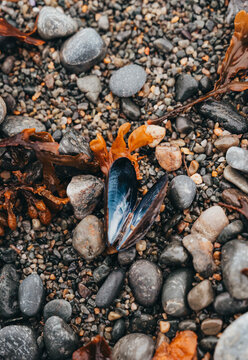 Open mussel shell on a rocky beach with seaweed