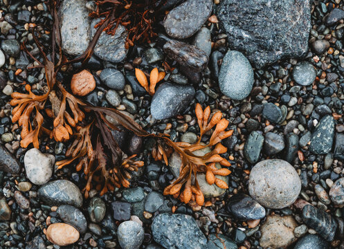 Orange bladderwrack seaweed on a wet pebble beach from above