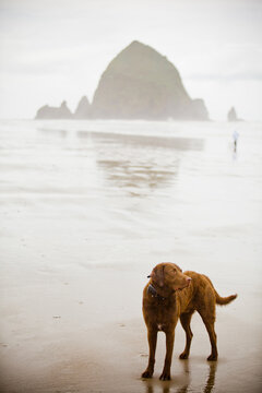 Wet brown dog explores a foggy beach landscape