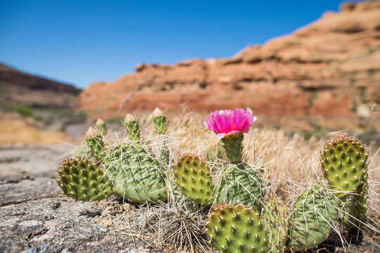 Prickly pear cactus flower blooms in the desert