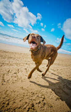 Happy brown dog runs fast on the beach