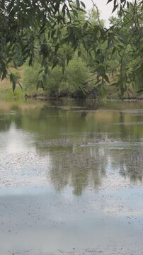 Mallard duck family swimming in a peaceful pond