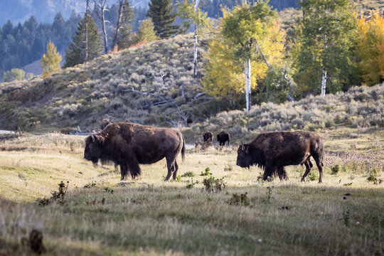 American Bison Herd Grazing in Autumn Meadow at Yellowstone Nati
