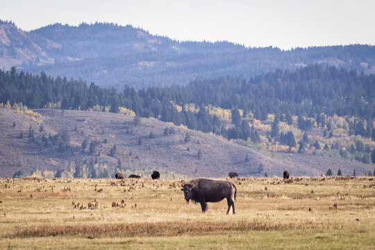 American Bison Grazing in Autumn Meadow With Mountain Backdrop