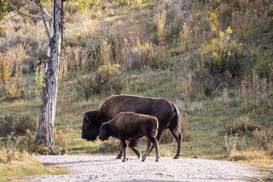 Adult American Bison and Calf Crossing Gravel Road in Grassland
