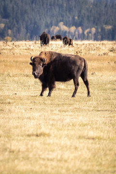 American Bison Standing in Open Grassland with Herd and Forest B