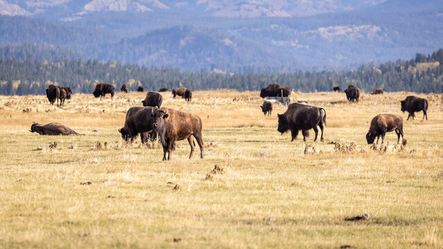 Herd of American Bison Grazing on Vast Mountain Meadow Landscape
