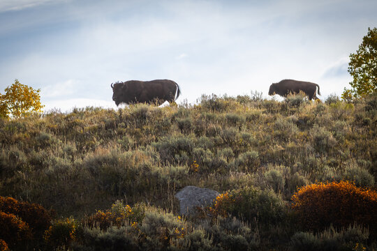 Two American Bison Grazing on a Sagebrush Hillside at Dusk