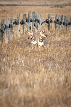 Two Pronghorn Antelope Standing in Golden Grass Near Fence in Op