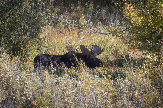 Bull Moose With Large Antlers Lying in Tall Meadow Near Forest E