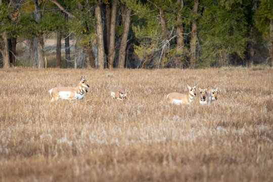 Pronghorn Antelope Herd Grazing in Open Grassland Near Tree Line