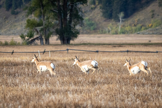 Three Pronghorn Antelope Running Through Golden Grassland Near F