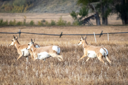 Three Pronghorn Antelope Running Through Golden Prairie Grasslan