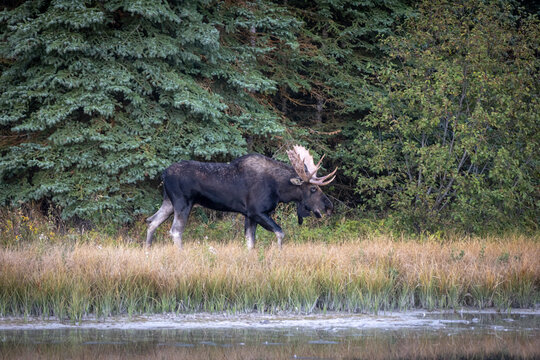 Bull Moose Walking Along A Forested Marsh With Large Palmate Ant