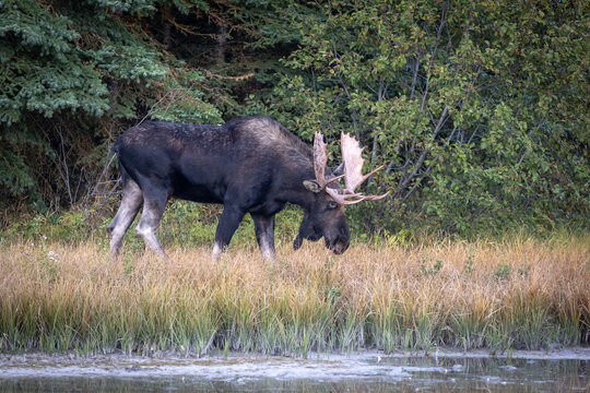 Bull Moose Grazing at Water's Edge Near Forest in Autumn