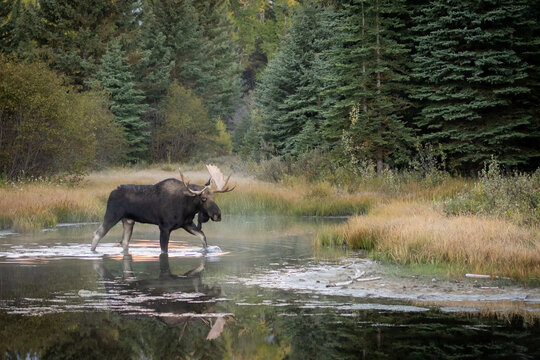 Bull Moose Walking Through Shallow Forest Pond At Dawn