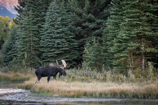 Bull Moose With Large Antlers Walking Along Forested Marsh in Mo