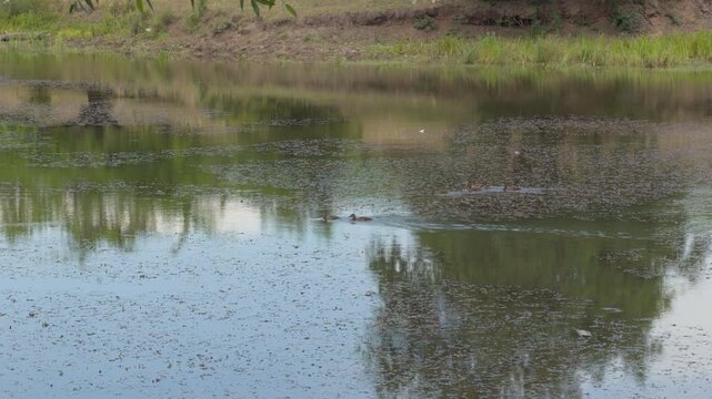 Mother duck and ducklings swimming in a pond
