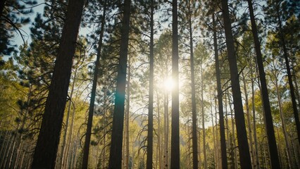 Fototapeta premium Autumn forest with golden sunlight. Sun rays shining through tall pine trees in a fall woodland park.