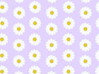 A seamless pattern on a light purple background featuring uniform repetitions of daisies (Bellis perennis). Each daisy has white petals and a vibrant yellow center, evenly spaced in a grid-like arrang © ALEXO444