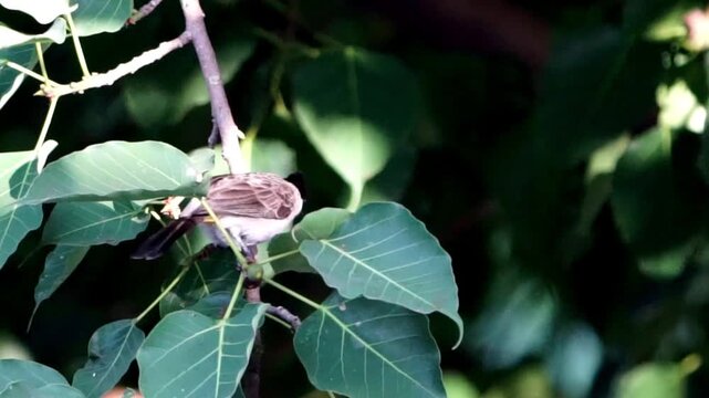 Pycnonotus aurigaster (Cucak kutilang, kutilang, ketilang, burung nilam, Sooty-headed Bulbul) on the tree. It is found in south-eastern Asia.