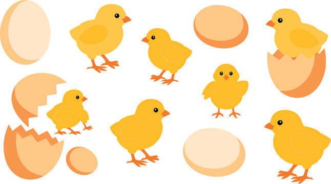 Cute cartoon yellow chick character set with whole eggs and cracked broken eggshells isolated on white
