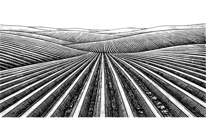 Farmland Rows Hand Drawn Vintage Illustration, Rural Agricultural Field Landscape Sketch Style Perspective View © Nirmol