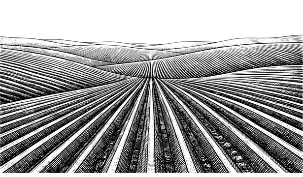 Farmland Rows Hand Drawn Vintage Illustration, Rural Agricultural Field Landscape Sketch Style Perspective View