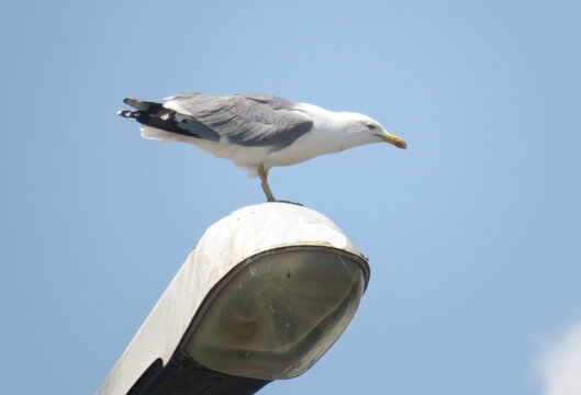 A seagull standing on a street lamp. In Constanta, Romania