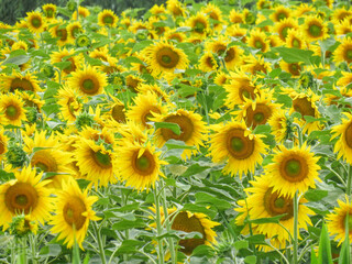 Fototapeta premium Sunflower field in Romania