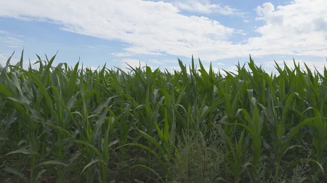 Green cornfield leaves swaying in the wind