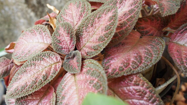 pink textured episcia plant leaves