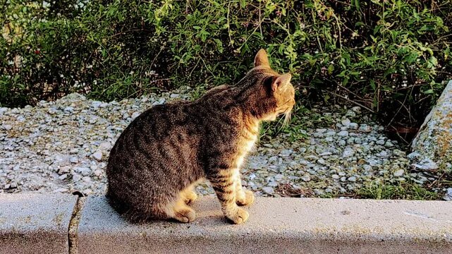 Brown tabby cat, sitting on curb, outdoor feline, pet animal, gravel background