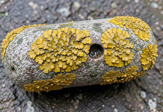 
moss on the stone