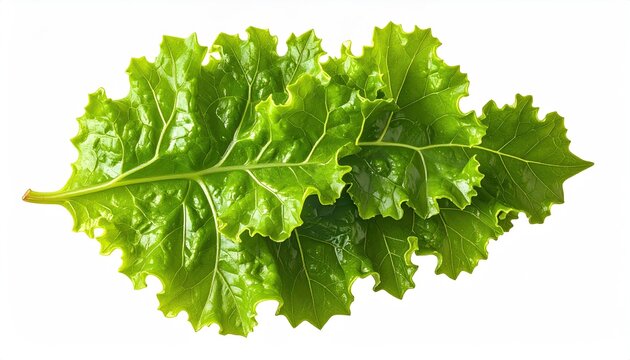 Bright Green Kale Leaf with Ruffled Edges on White