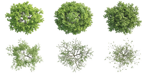 Set of various green trees and dry plants viewed from above for architectural landscape design and planning © ZenVectors